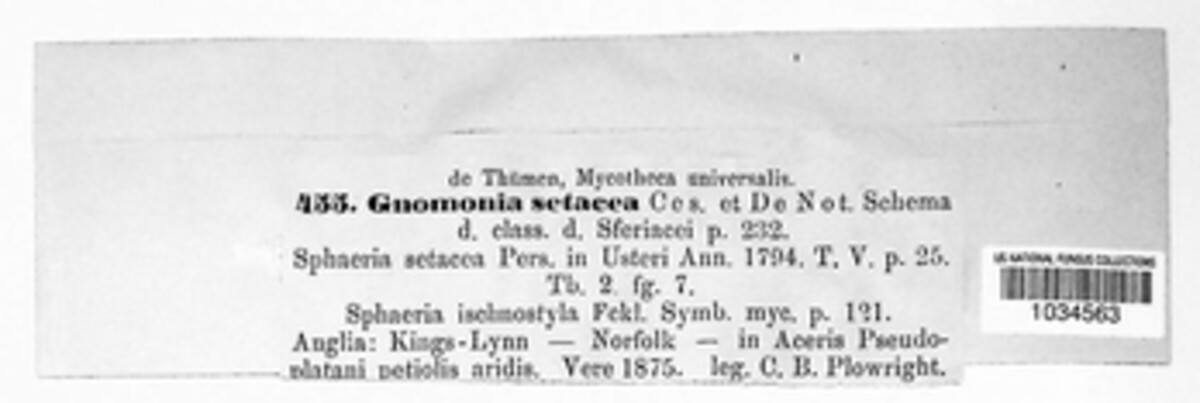 Ophiognomonia setacea image